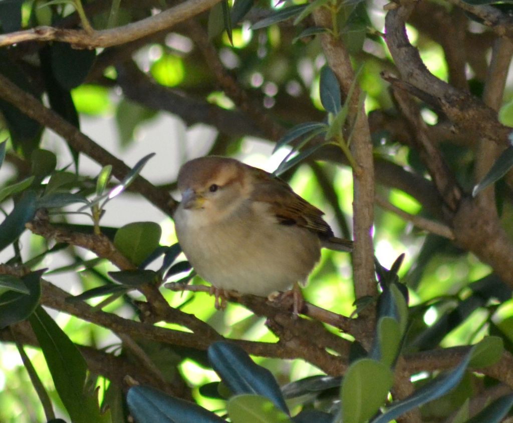 Passeracei (197)